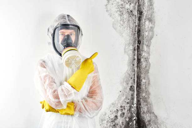 Best Residential Mold Inspection & Testing in Van Meter, IA